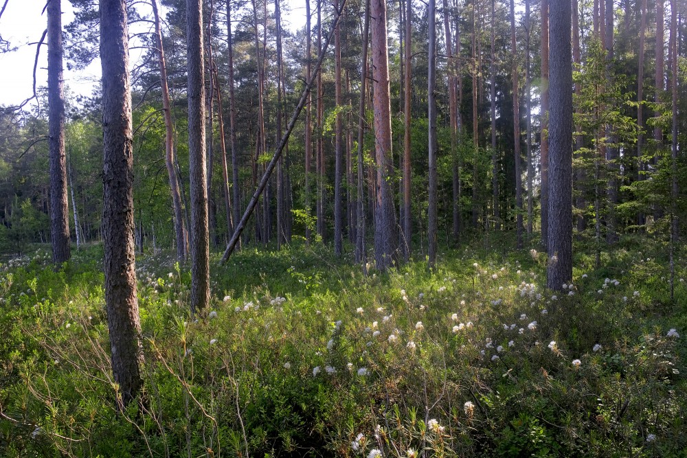 Ejot pa Lejas ezera taku