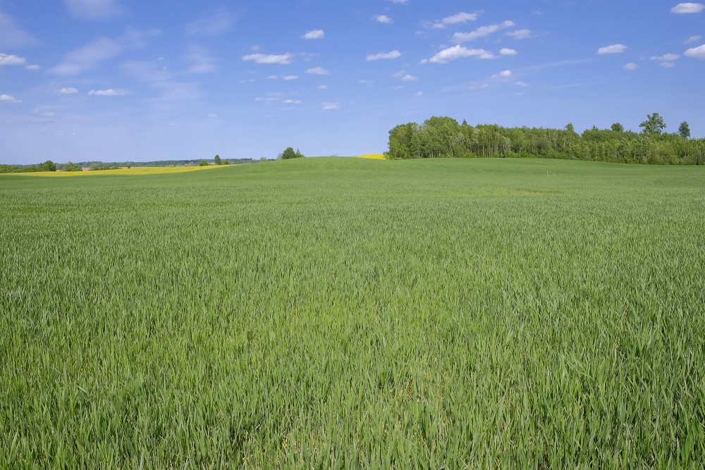 Cereal Field In Spring, Landscape