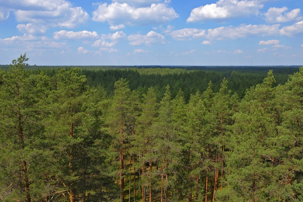 View From Cirgaļi Observation Tower 