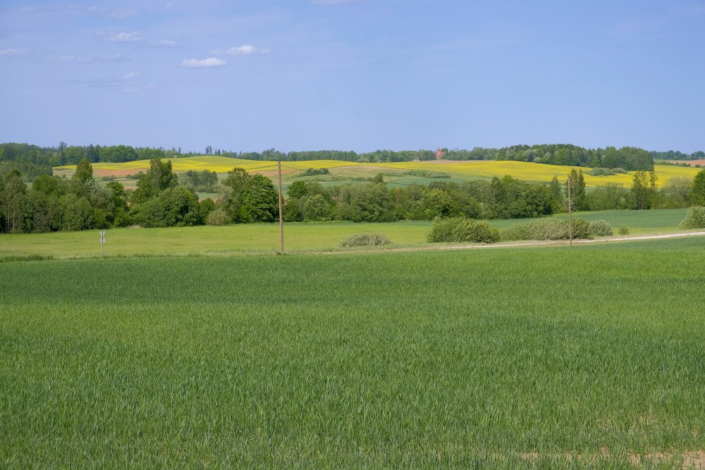 Spring Field Landscape and Crop Field