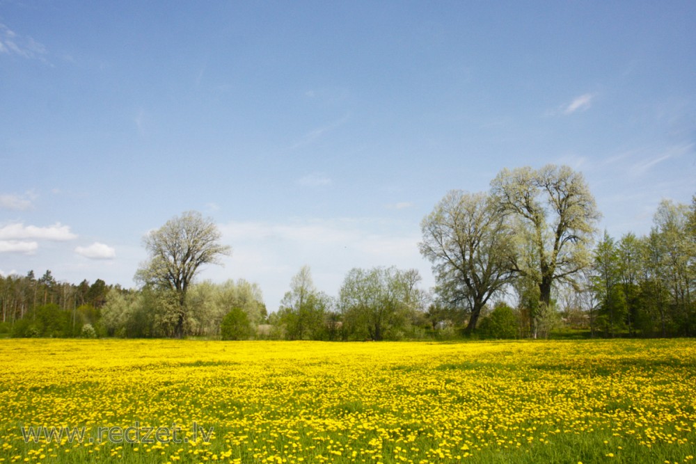 Pieneņu pļava