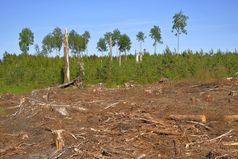 Kailcirte, priežu jaunaudze un apses