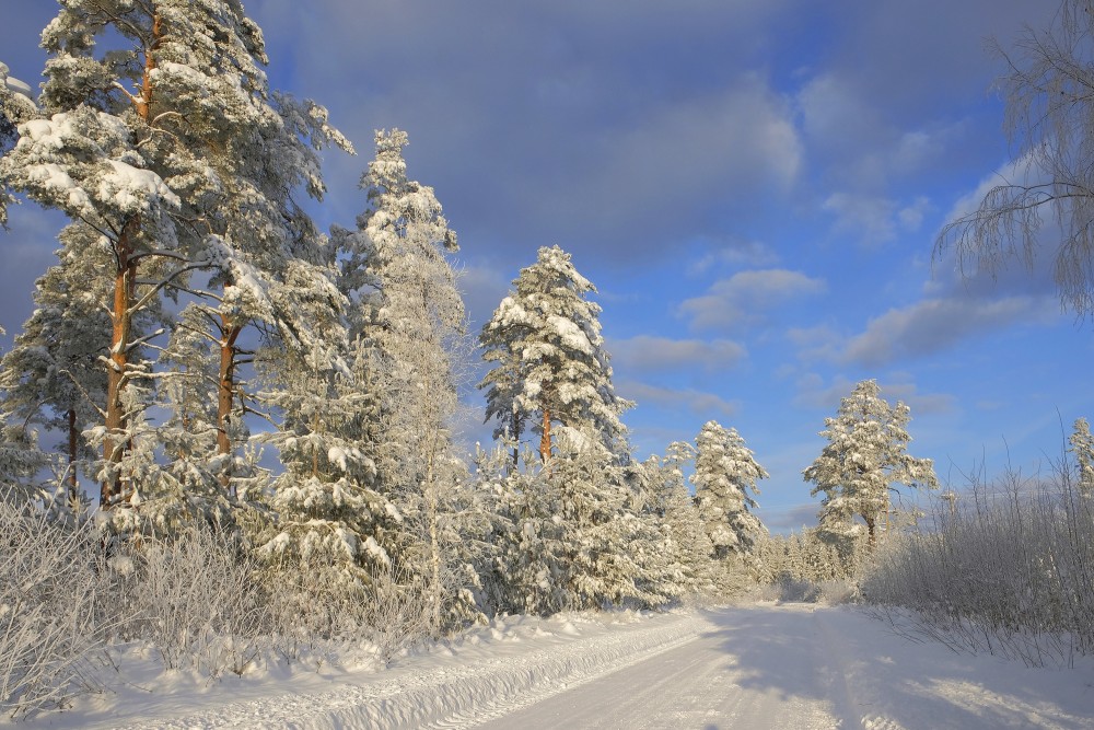 Snow-covered Trees on the side of the Road, Winter Landscape