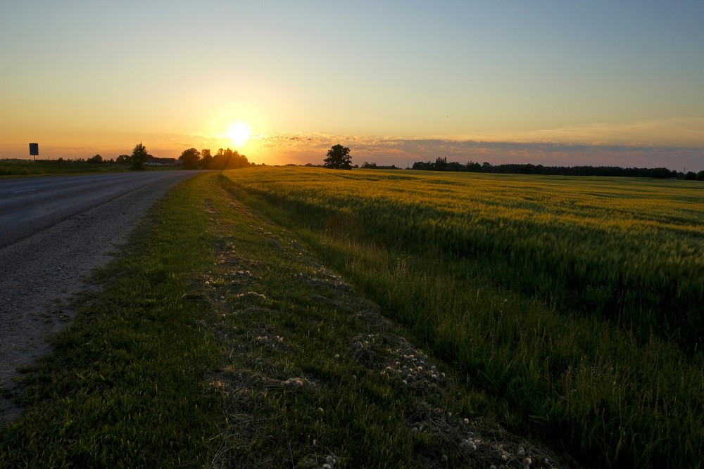Saulrieta ainava, miežu lauks