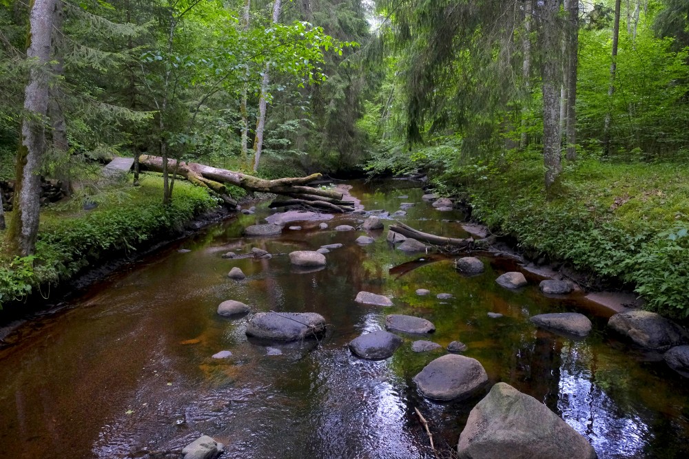 Dienvidsusēja Gārsenes meža parkā