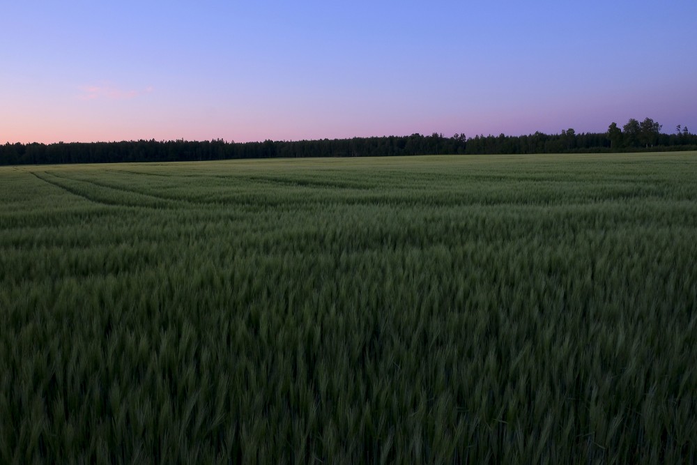 Crop Field After Sunset