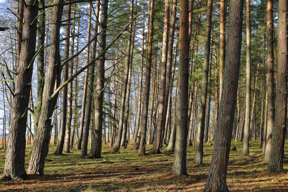 Forest (Nature park "Engure Lake")