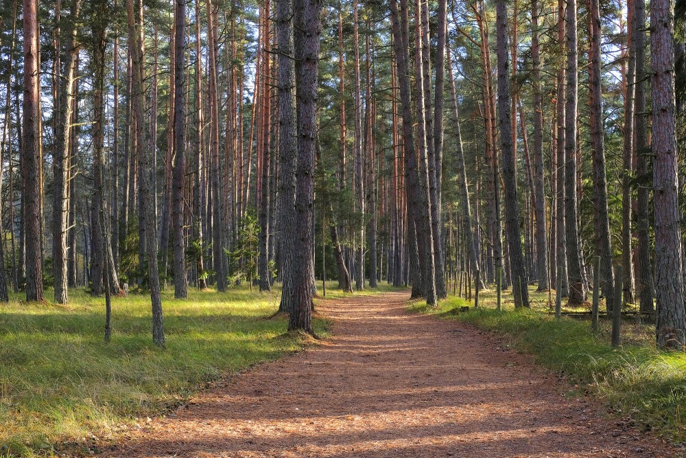 Forest (Nature park "Engure Lake")