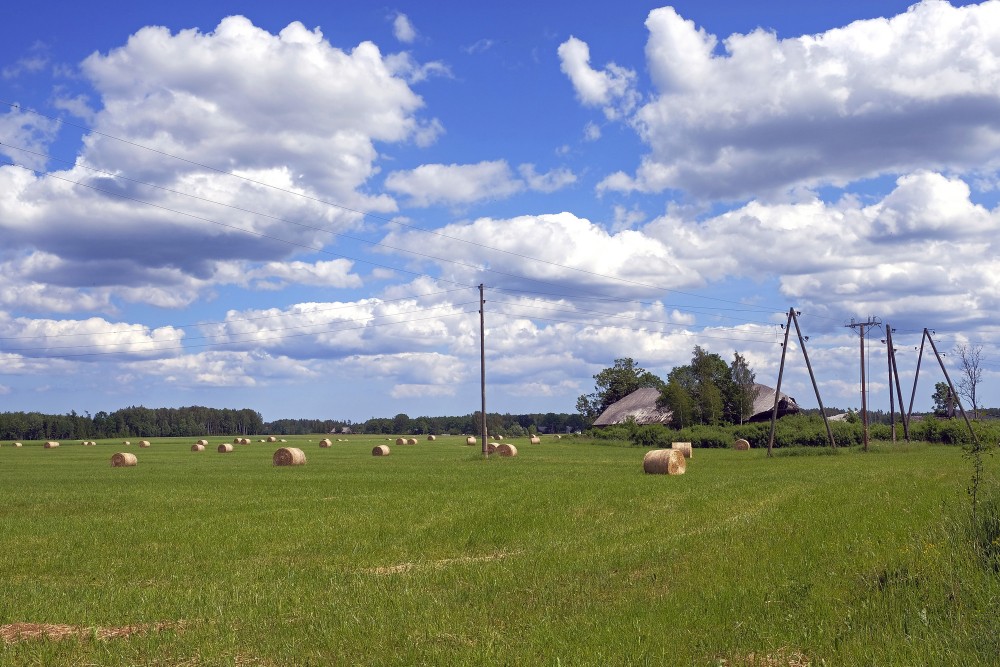 Summer Rural Landscape with Hay Rolls on a Green Meadow