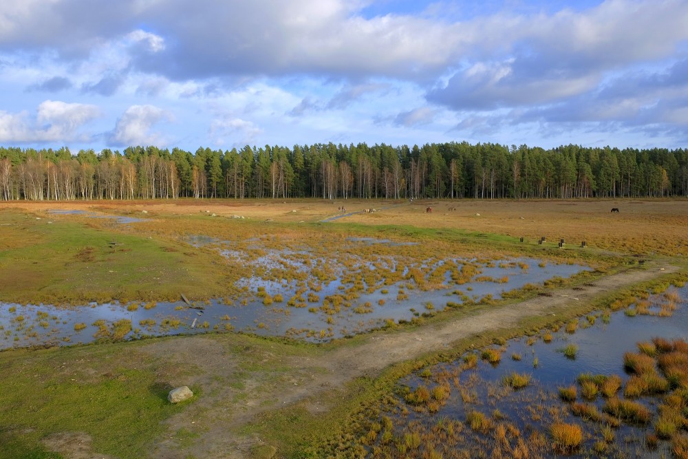 Dabas parka "Engures ezers" ainava Dabas parka "Engures ezers" ainava