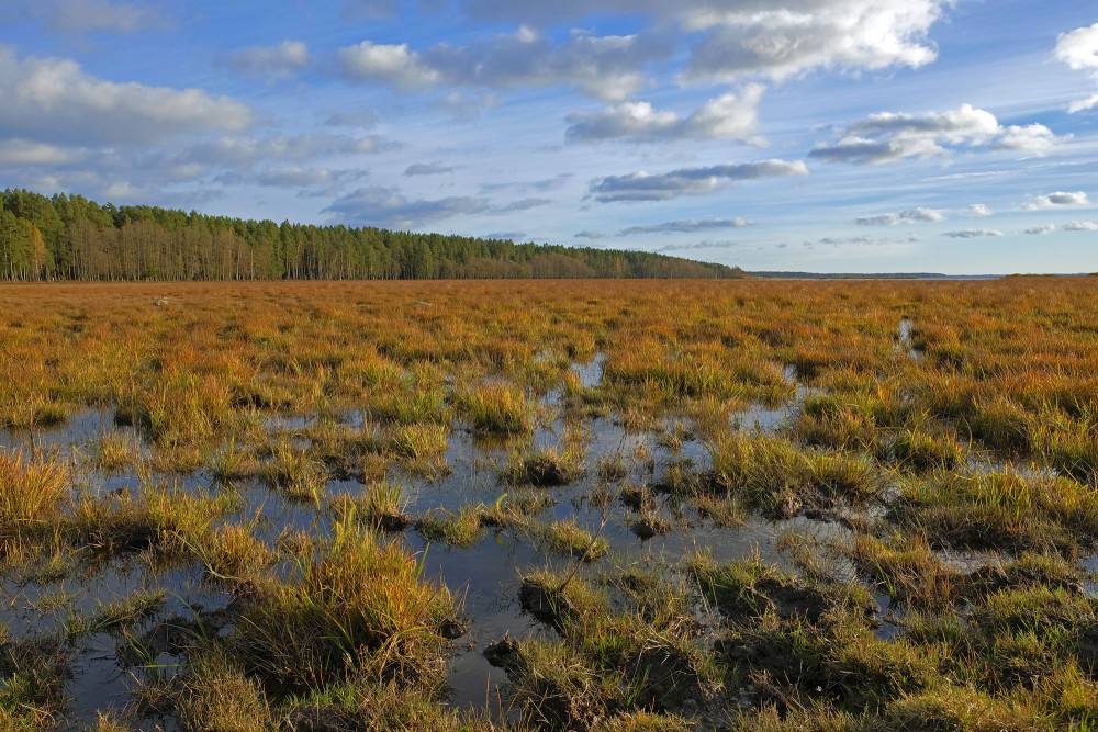Landscape of the Nature Park "Engure Lake"