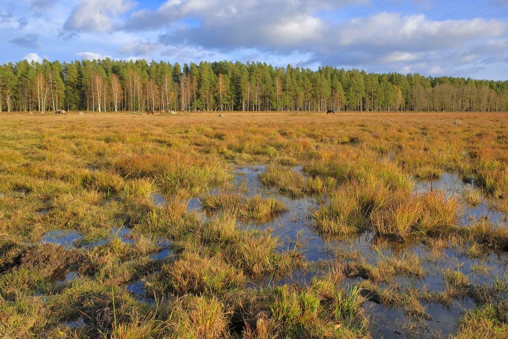 Dabas parka "Engures ezers" ainava