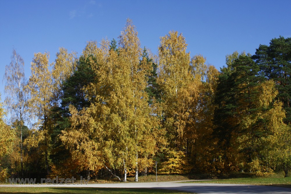 Rudens ainava ar bērziem