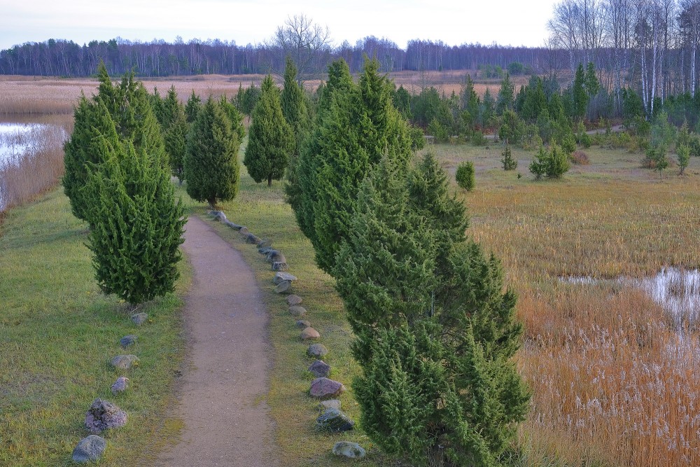 Kadiķi pie Kaņiera ezera torņa