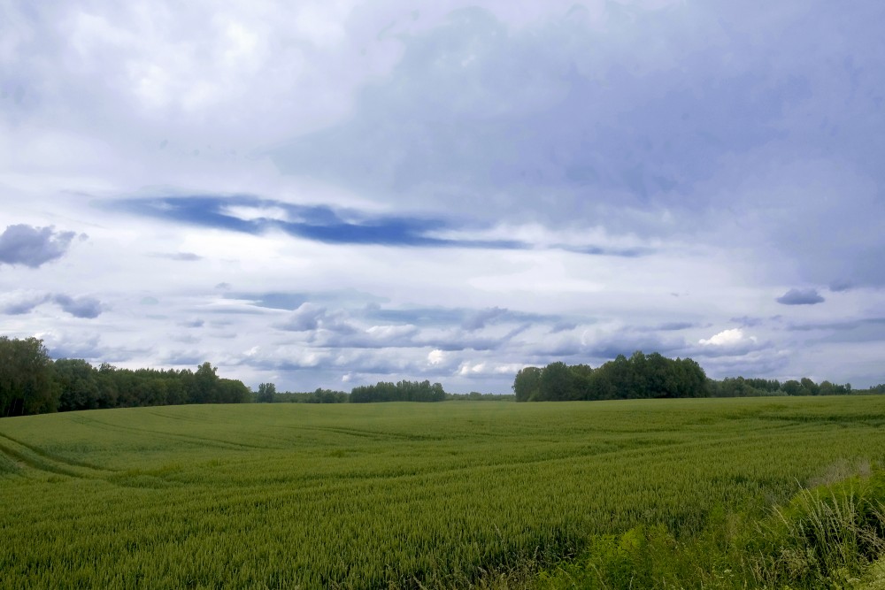 Lauku ainava, labības lauks, mākoņainas debesis