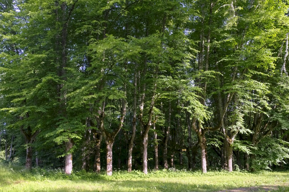 Linden Trees in the Linde Manor Park