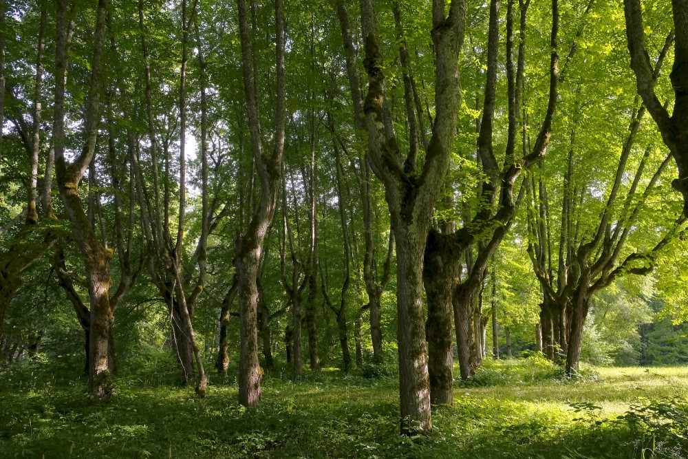 Linden Trees in the Linde Manor Park