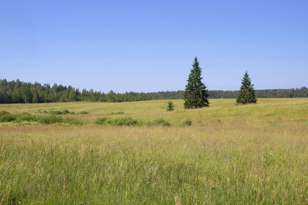 Egles lauka vidū Egles lauka vidū