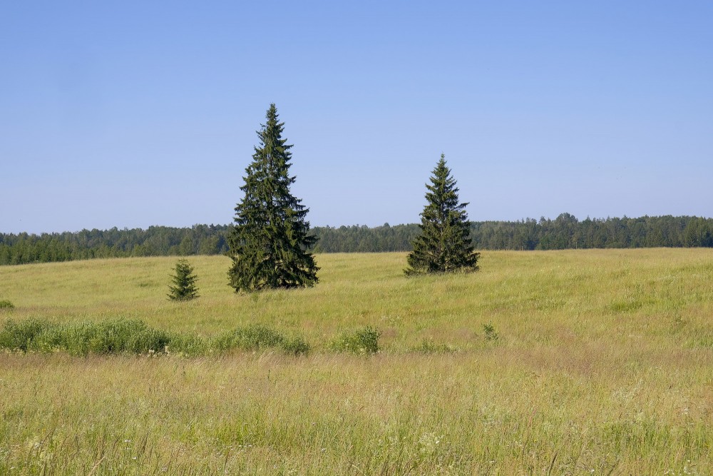 Spruce Trees in the middle of field