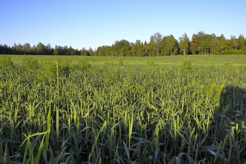Labības lauka ainava
