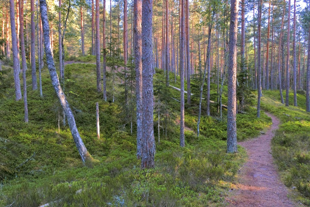 Meža taka Meža taka