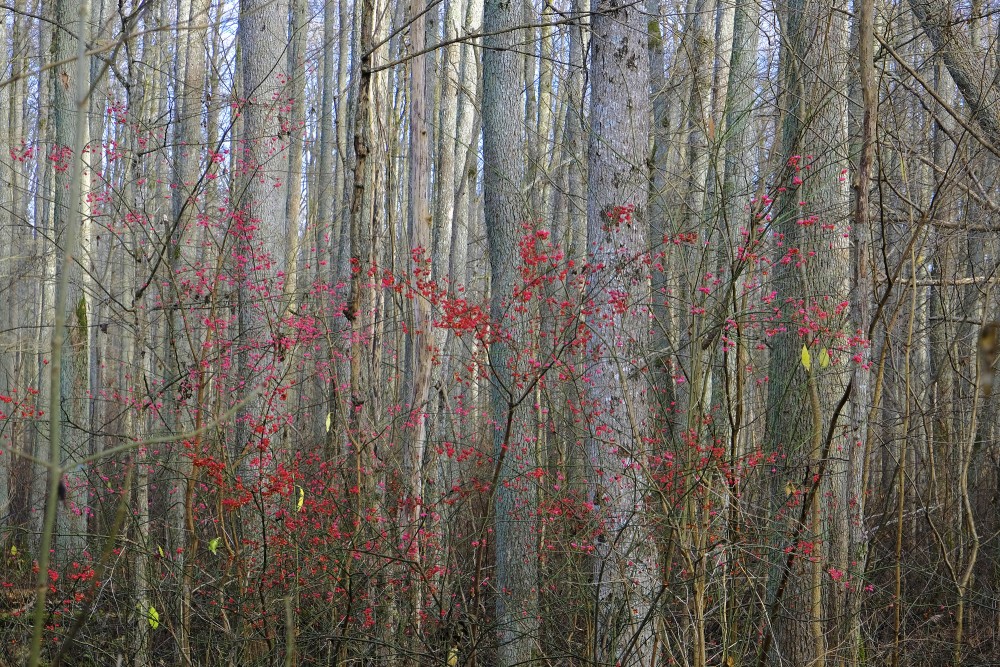 Eiropas segliņš, ejot pa Melnalkšņu dumbrāja laipu Eiropas segliņš, ejot pa Melnalkšņu dumbrāja laipu
