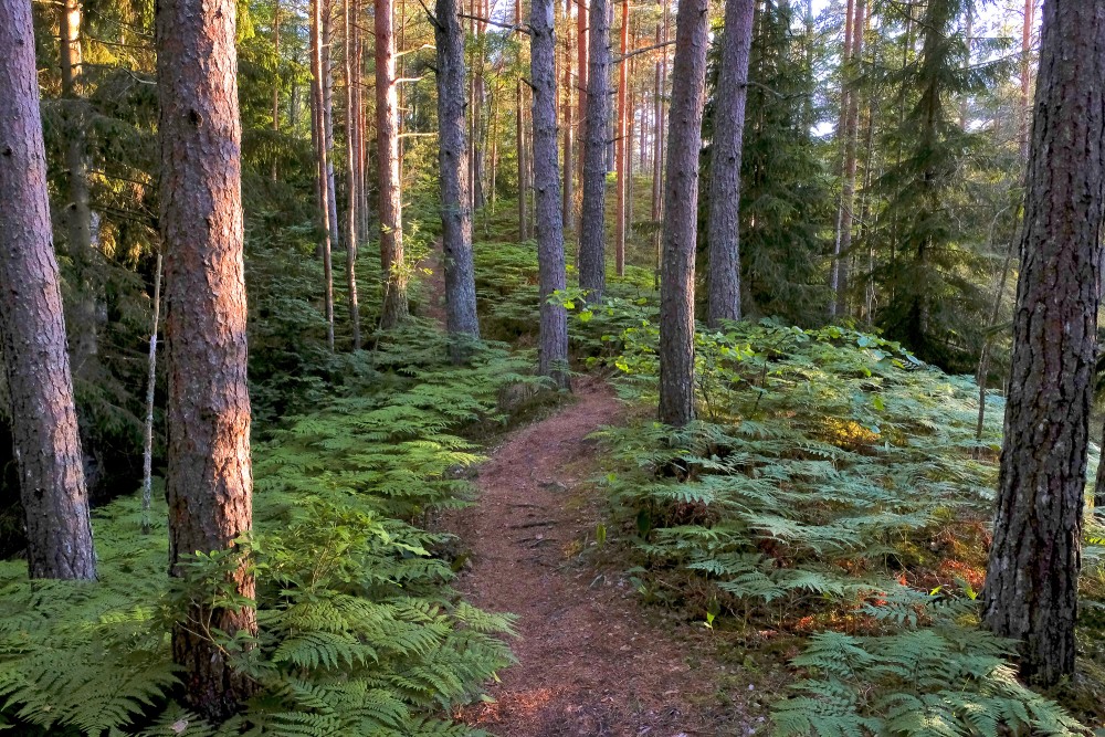 Ejot pa Pēterezera dabas takas kangaru virsotni