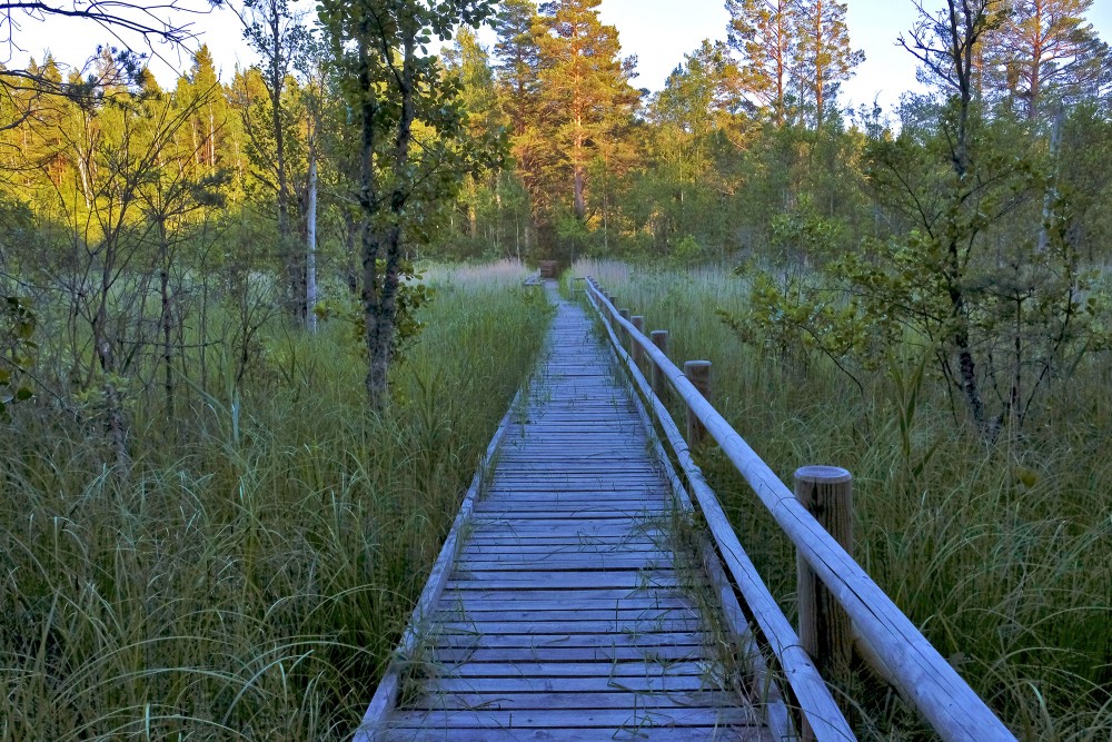 Laipa pāri vigai Pēterezera dabas takā
