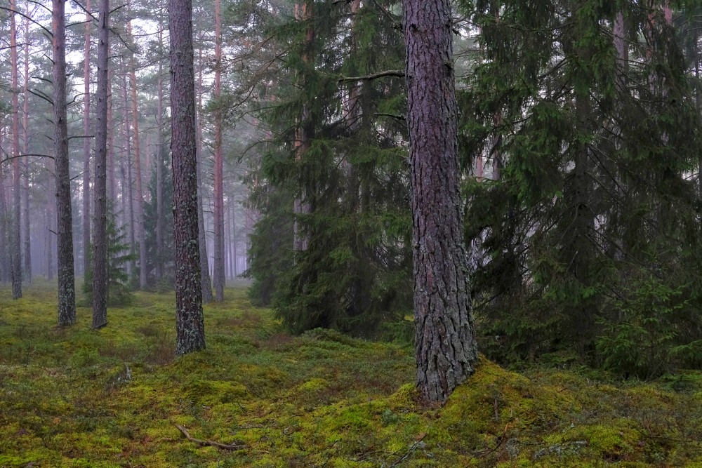 Forest in a Foggy Morning