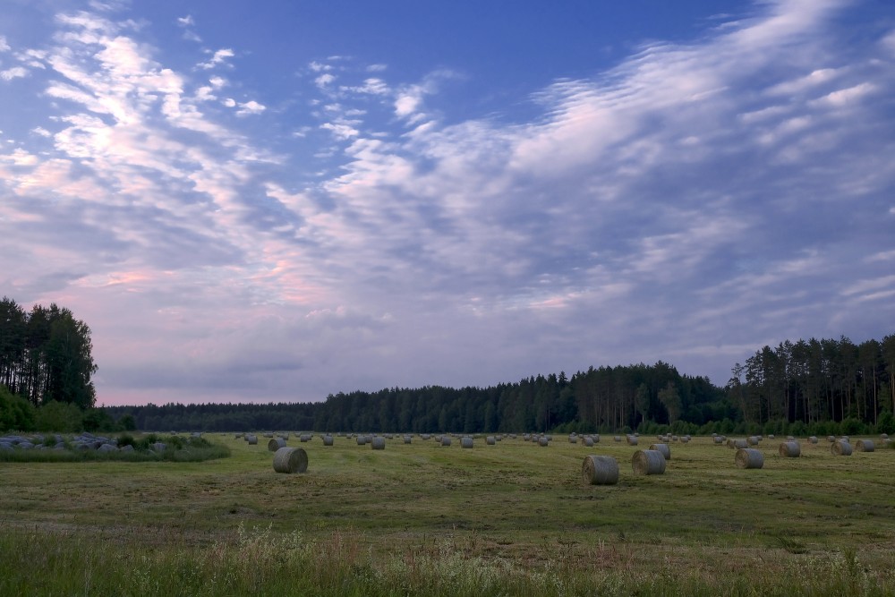 Nopļauta pļava ar siena ruļļiem