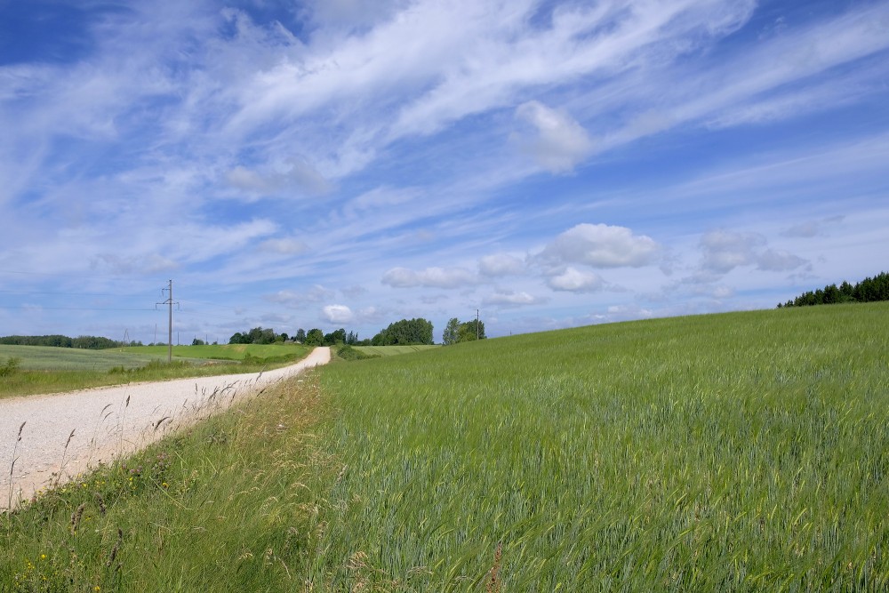 Lauku ainava, grantēts ceļš, pauguraine