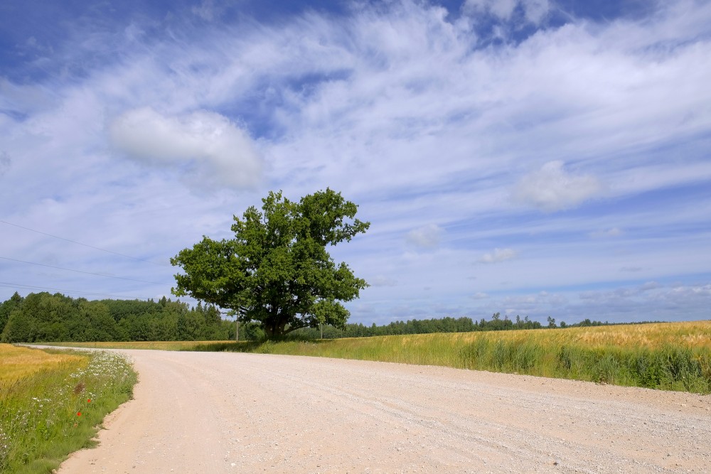 Oak Tree by the Side of a Country Road