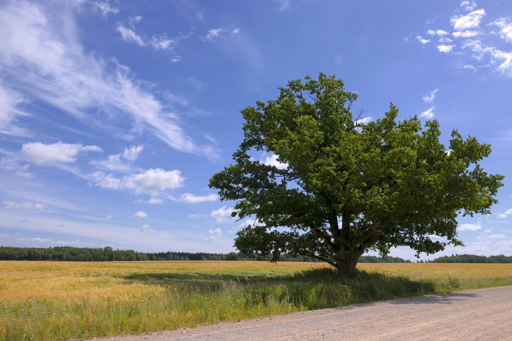 Rural Landscape with Oak Tree