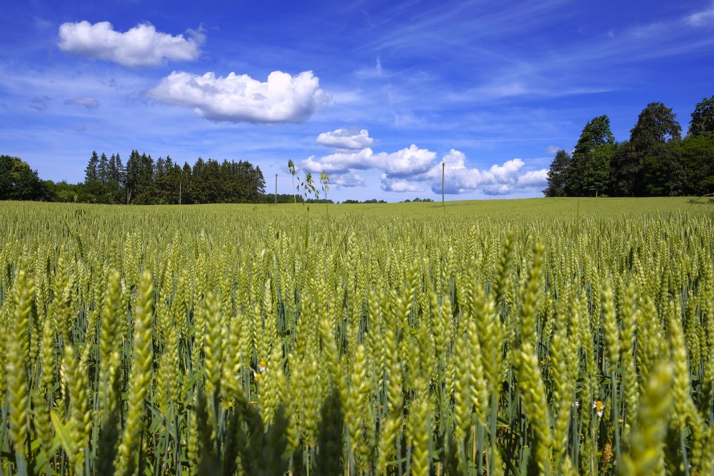Wheat Field And Cumulus Cloud