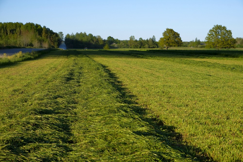 Landscape With A Mowed Meadow