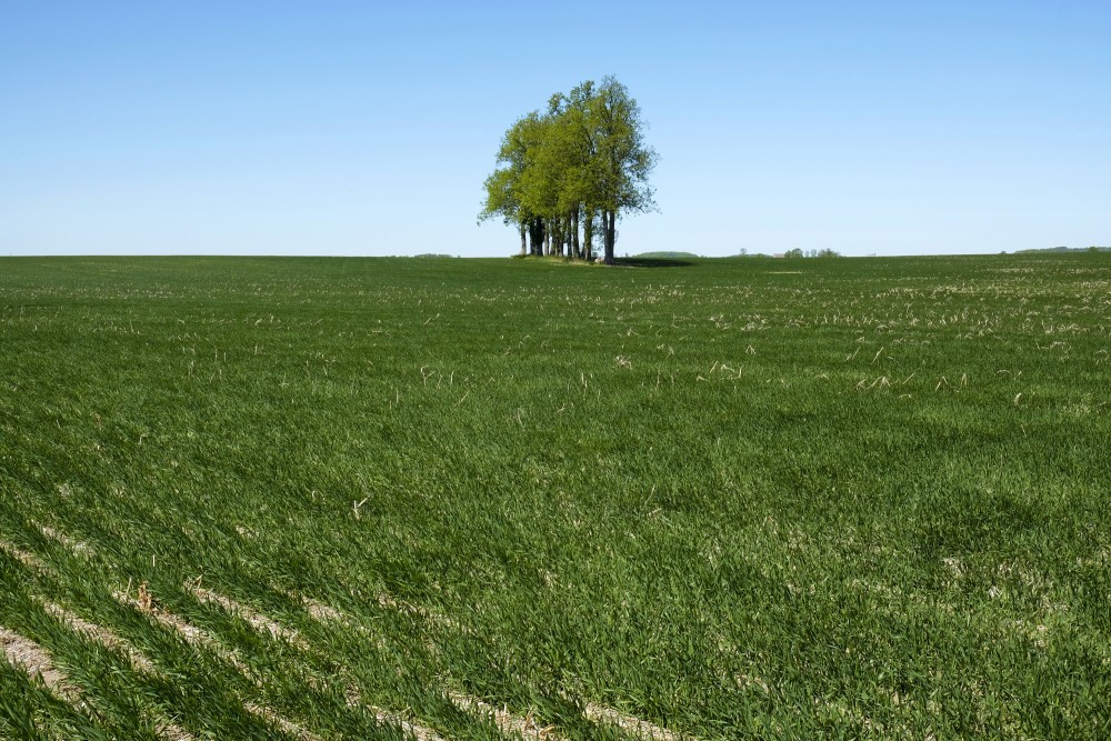 Trees In A Cereal Field