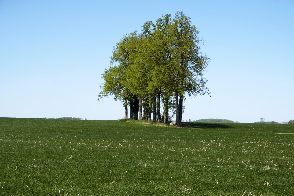 Trees In A Cereal Field