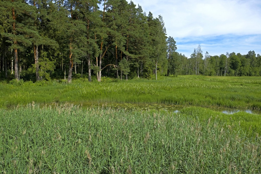 Valātas parka daļa Kazdangā Valātas parka daļa Kazdangā