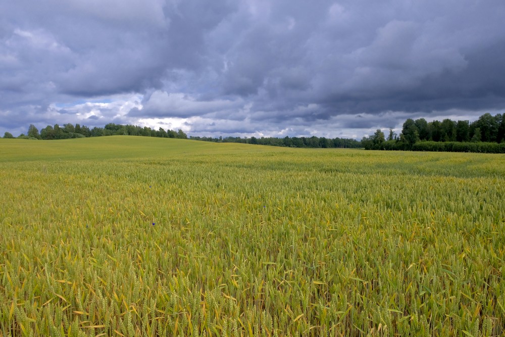 Dark Cloudy Sky, Wheat Field