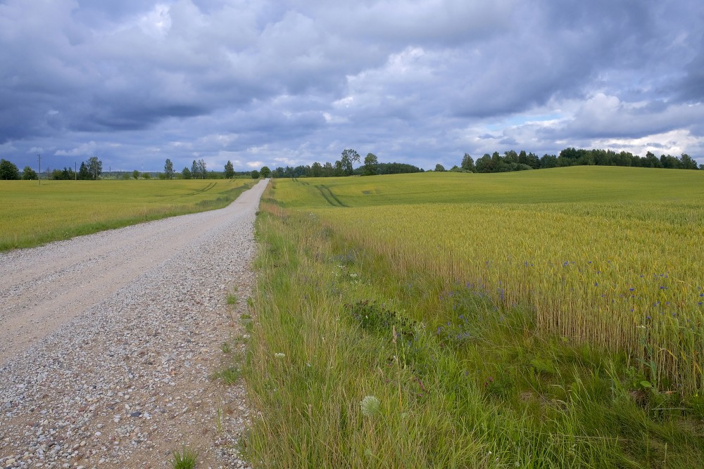 Rural Landscape with Gravel Road