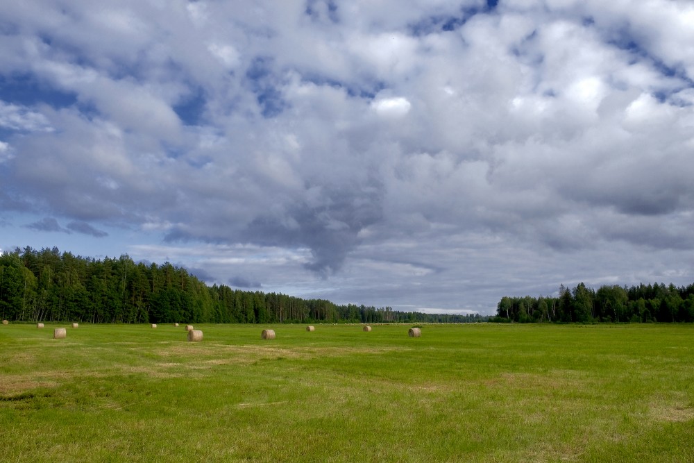 Pļava meža ielokā, mākoņainas debesis