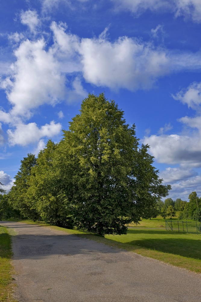 Flowering Linden Trees By The Roadside