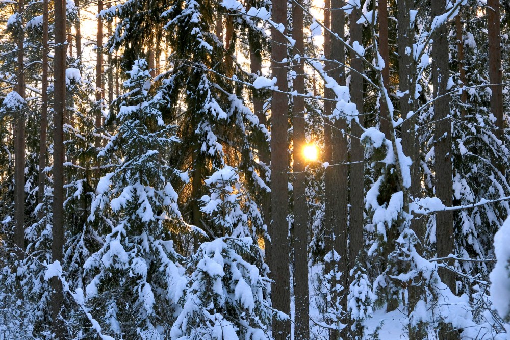 Evening Sun in a Snowy Forest