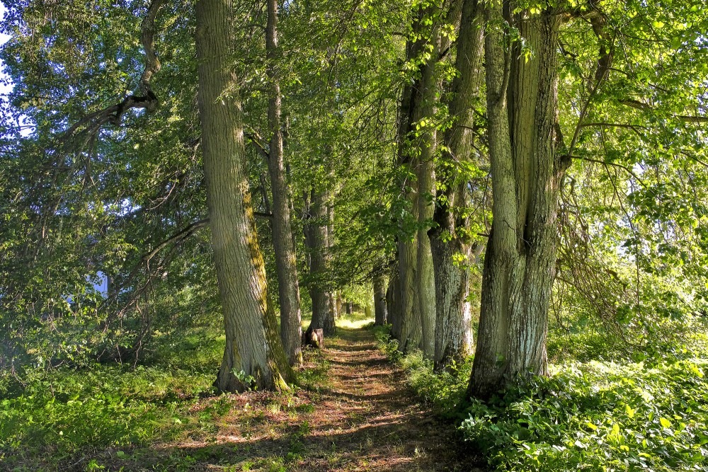Aleja Padures muižas parkā