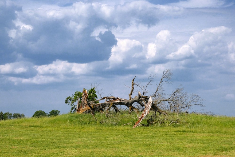Landscape with a Broken Tree