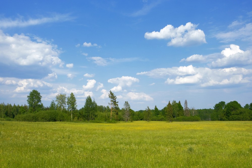 Rural Landscape, Meadow, Sky