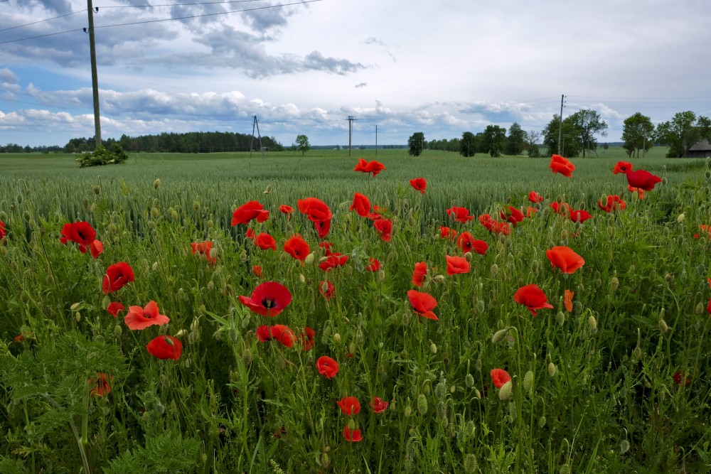 Landscape With Poppies
