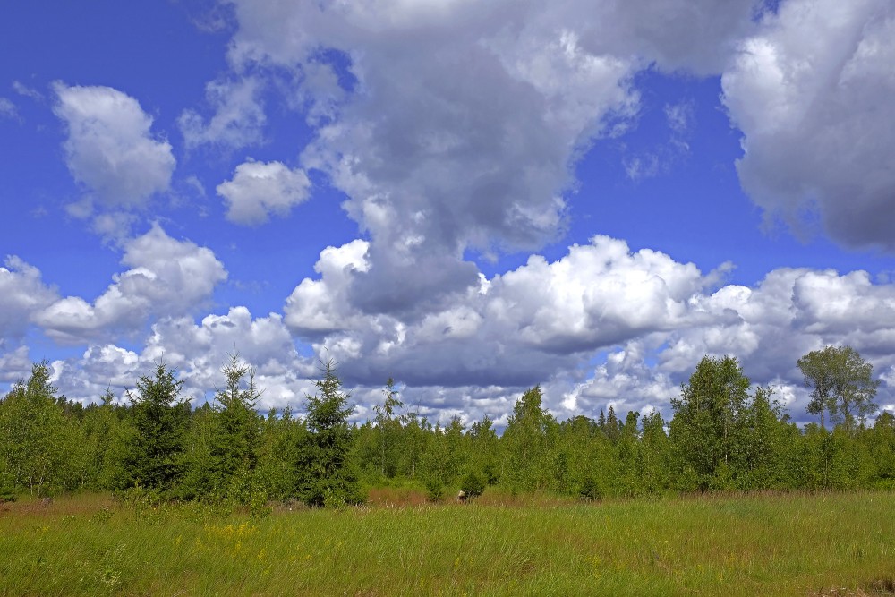 Forest Landscape With Cumulus Clouds