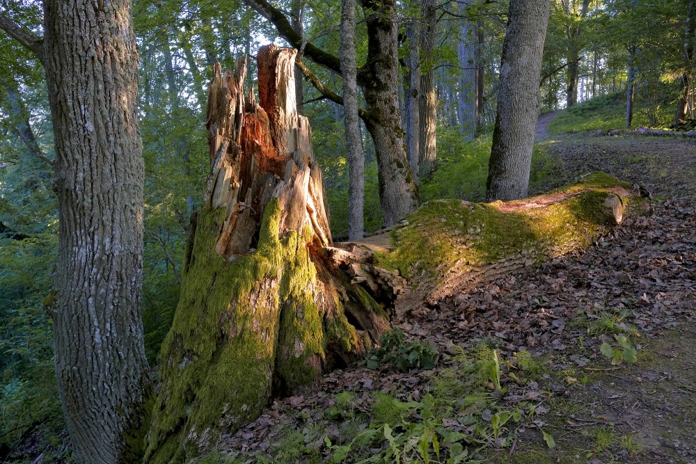 Nolauzts, satrunējis koks