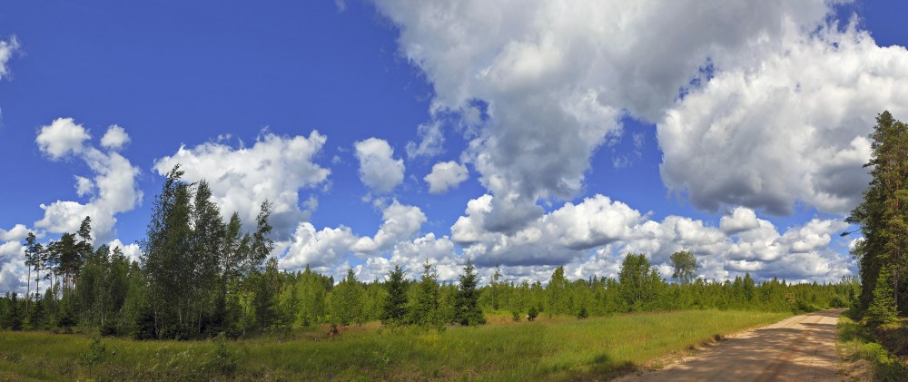 Forest Panorama With Cumulus Clouds
